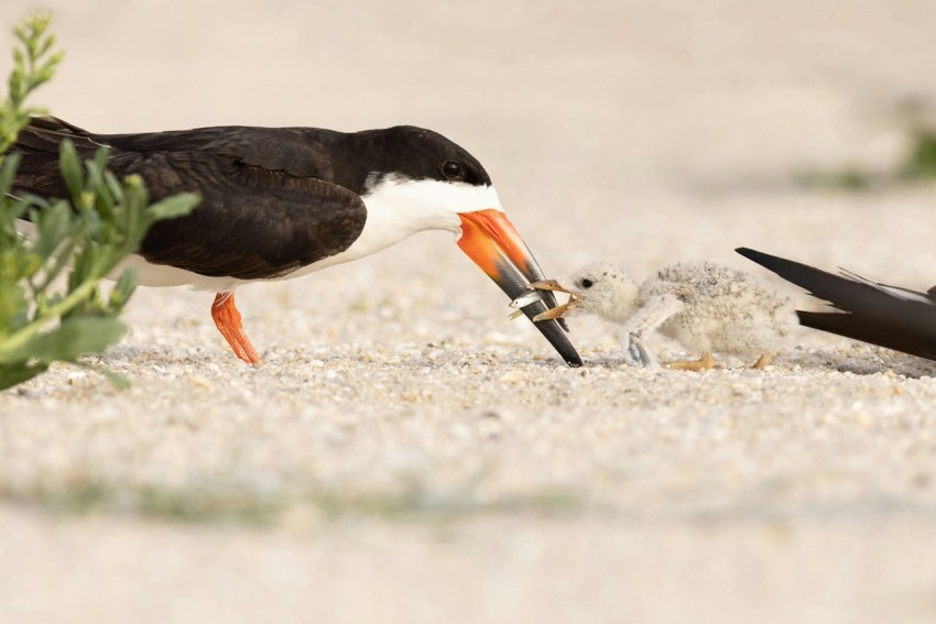 a black and white bird eating a piece of food