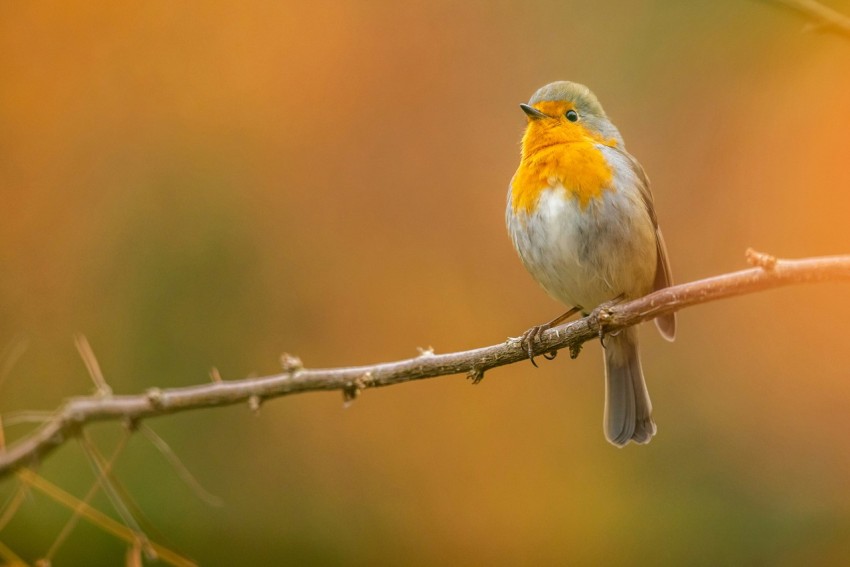 gray and yellow bird standing on tree branch 8V