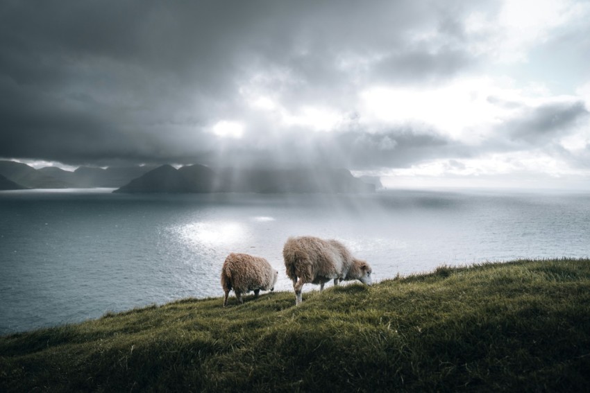 a couple of sheep standing on top of a lush green hillside