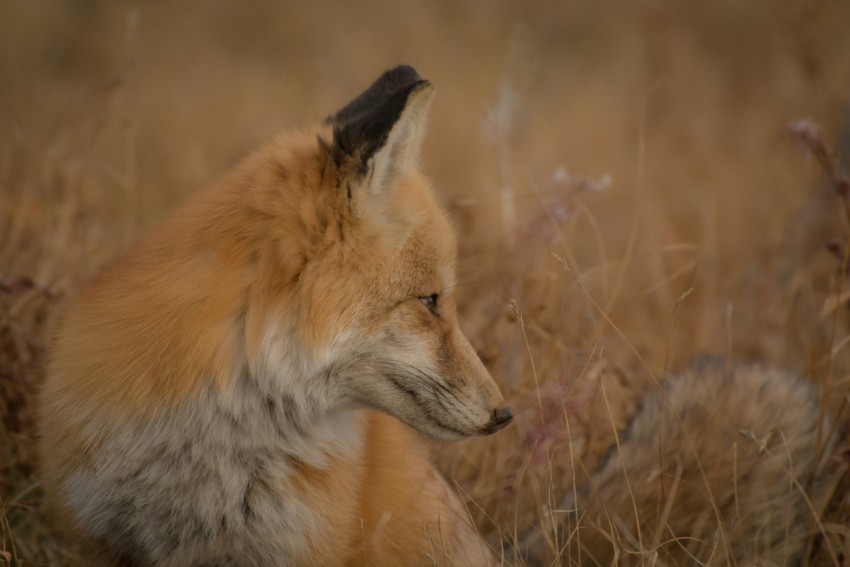 closeup photography of red fox sitting on ground surrounded by grass