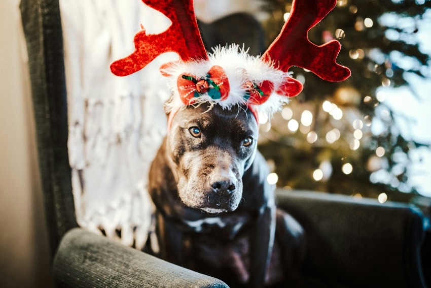 black and tan short coat medium dog with red and white flower on head