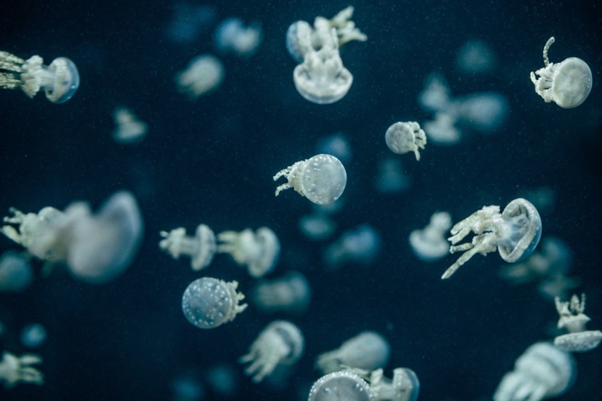 close up photography of jellyfish