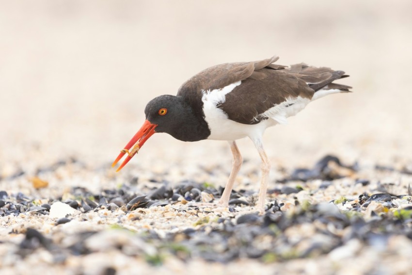 a black and white bird with a long orange beak