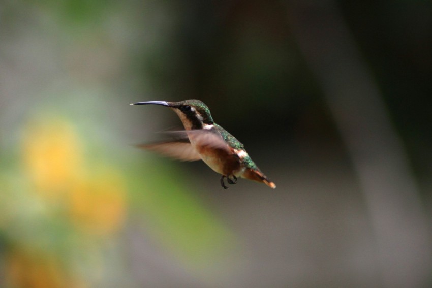 brown and green hummingbird flying macro photography zfI