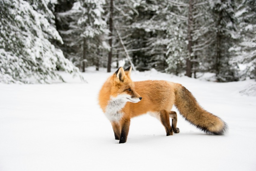 orange fox near trees