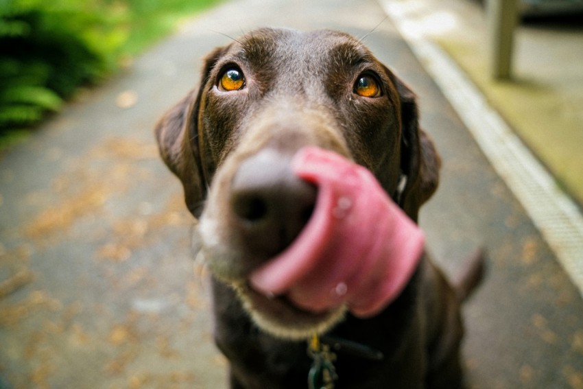 adult chocolate labrador retriever v3