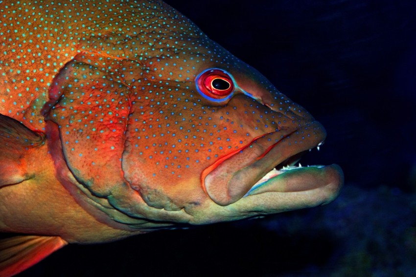 close up photography of fish