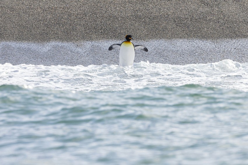 a penguin standing in the water near a beach