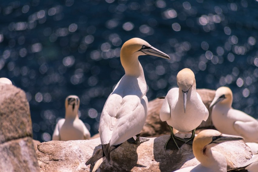 flock of white birds