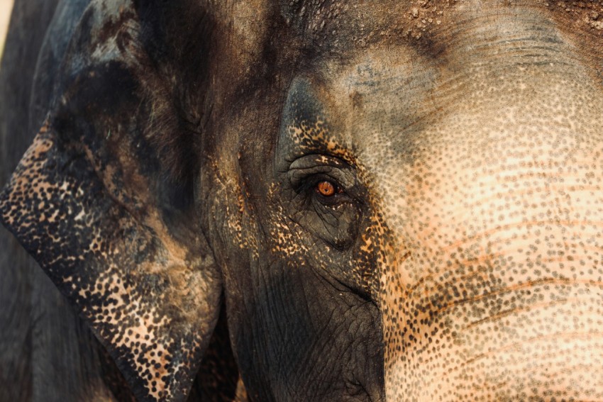 an elephant with its eyes closed