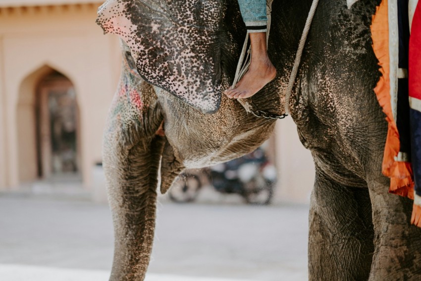 person riding brown elephant