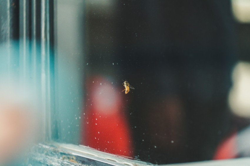 yellow insect on clear glass board