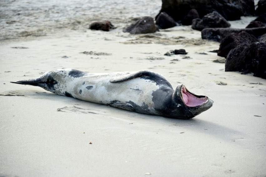 white and black animal lying on white sand during day time