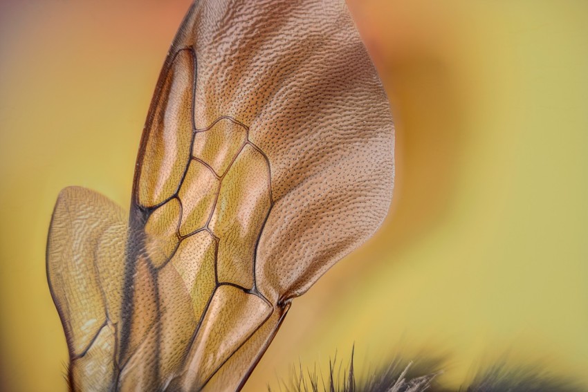 a close up of a butterflys wing with a yellow background