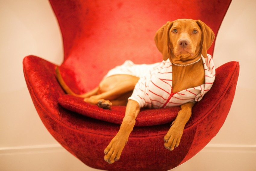 brown short coated dog lying on red and white textile kHu