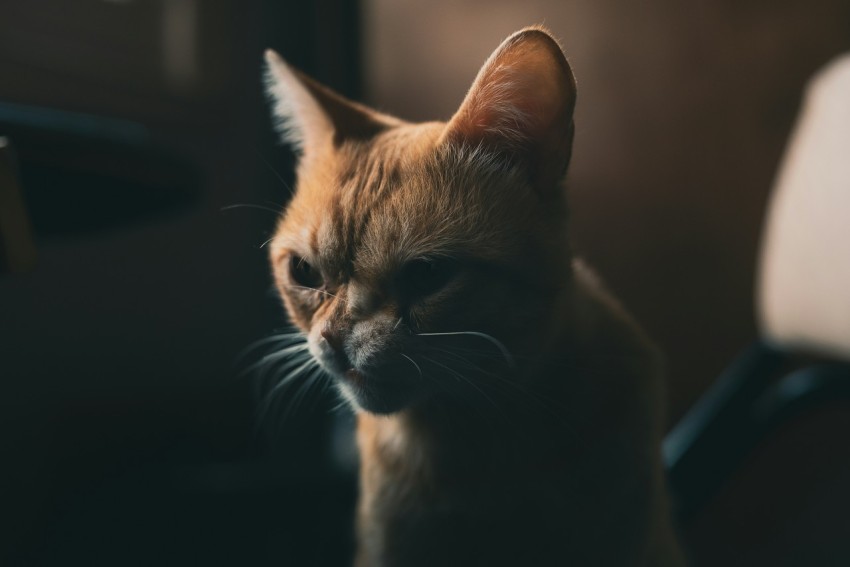 orange tabby cat in close up photography