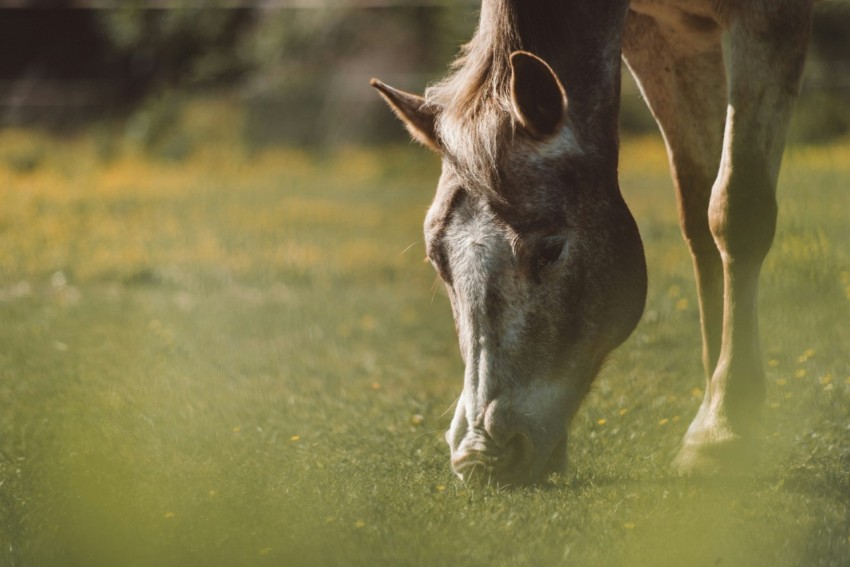 shallow focus photography on gray horse zy