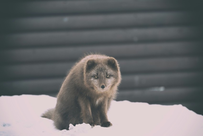 brown animal on the snow during daytime photography UaW1 Bm4