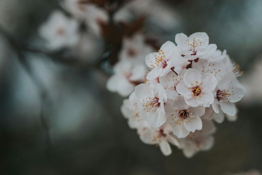 a close up of some white flowers on a tree