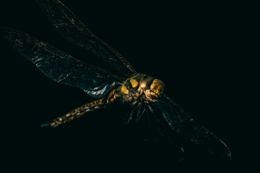 yellow and black dragonfly on black background