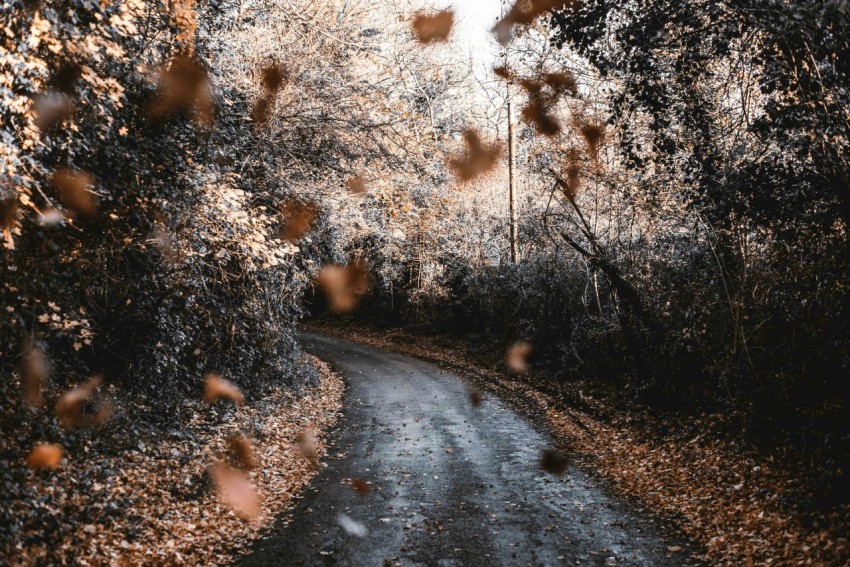 falling dried leaves