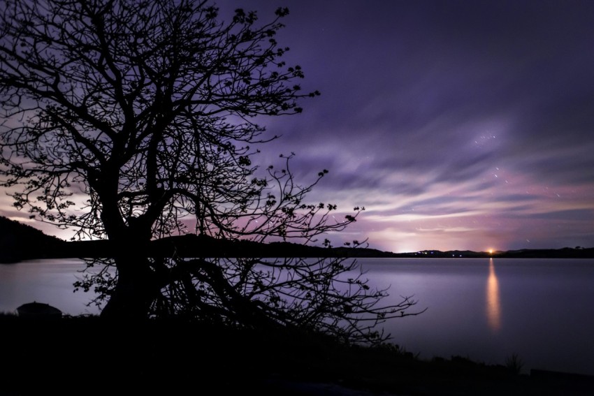 silhouette of bare tree near body of water