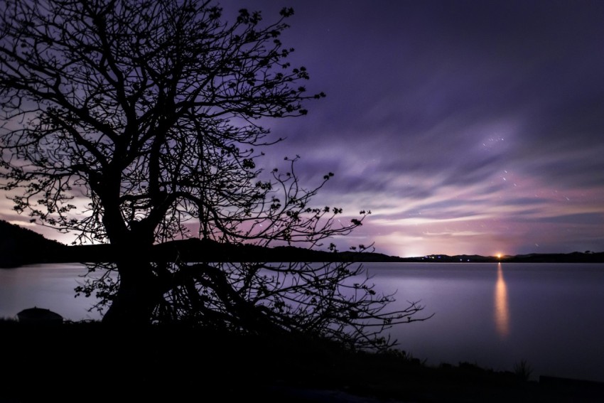 silhouette of bare tree near body of water
