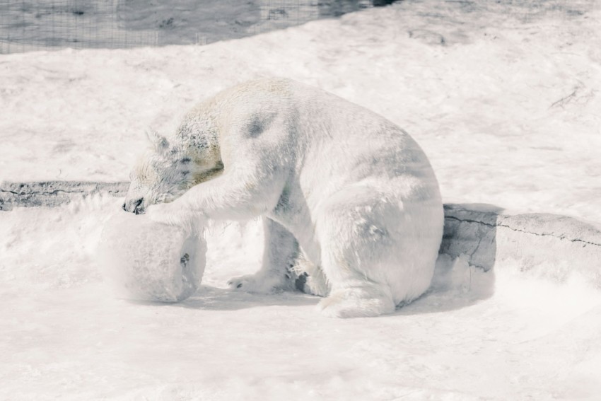 a couple of polar bears playing in the snow