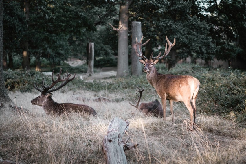 three brown deers on field of grass