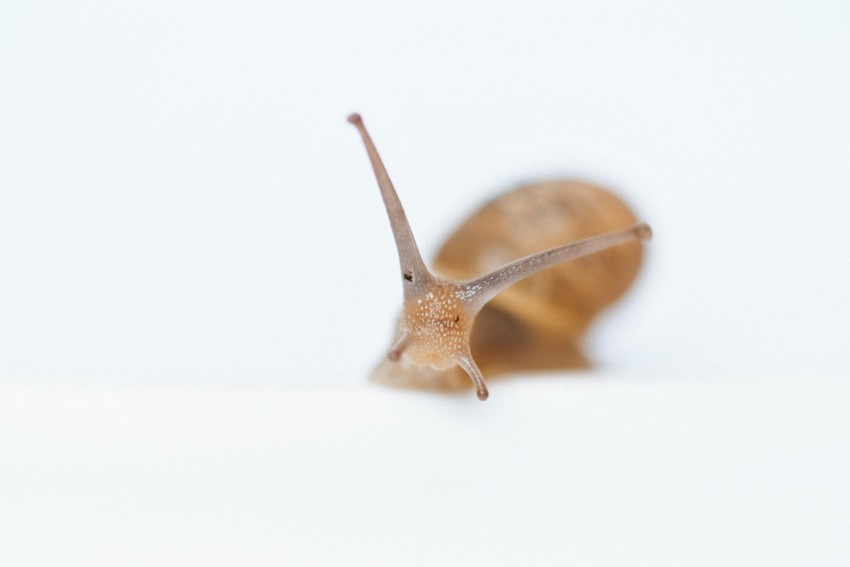 brown snail on white surface