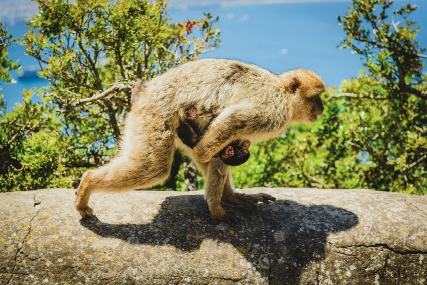 monkey carrying their baby