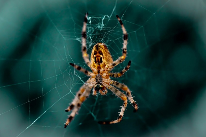 close up photography of spider on web