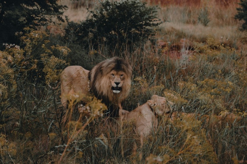 a couple of lions standing in the middle of a field Ys23S3U