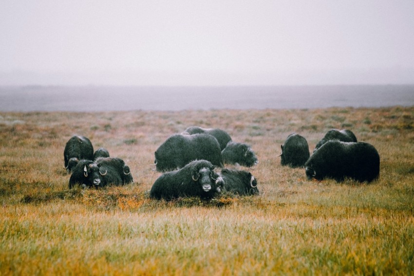 a herd of sheep grazing on a lush green field 521r