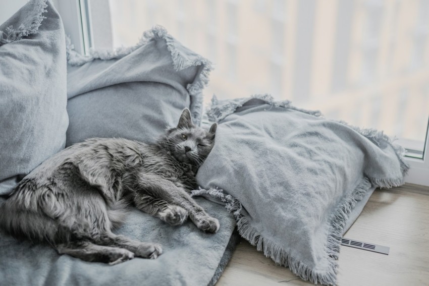 a cat laying on top of a bed next to a window