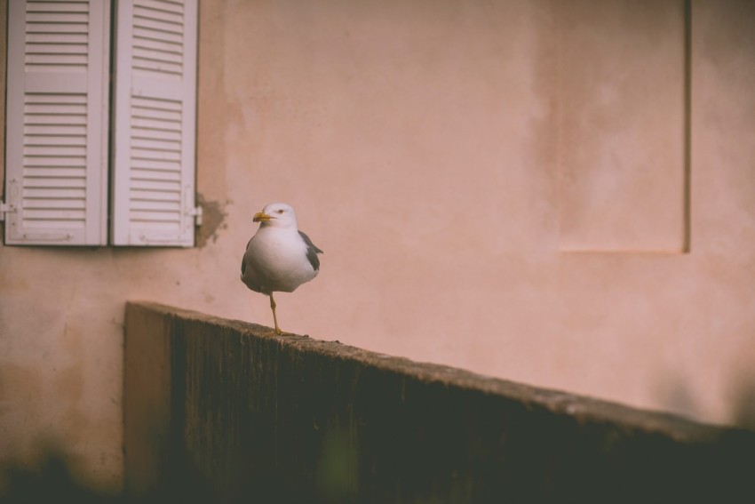 white bird perching on brown wooden fence near window pNzx0