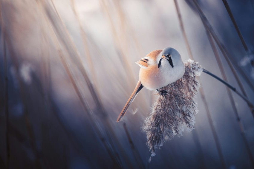 a small bird sitting on top of a dry grass