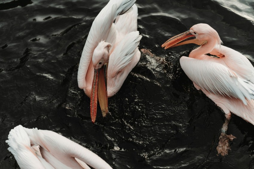 a flock of birds floating on top of a body of water