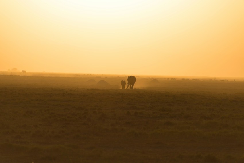 2 horses on green grass field during sunset