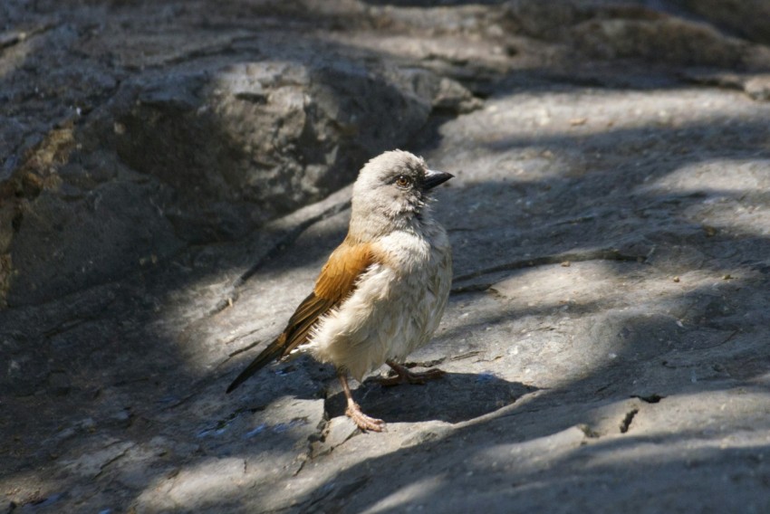 a bird standing on a rock