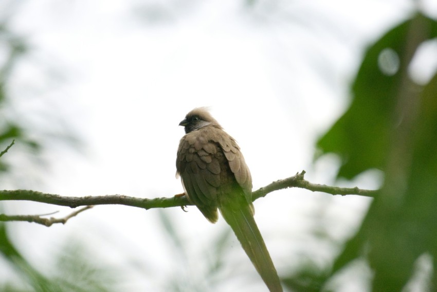 a bird sitting on a branch