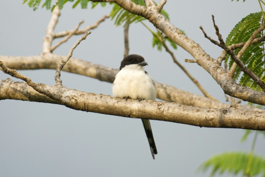 a bird sitting on a branch