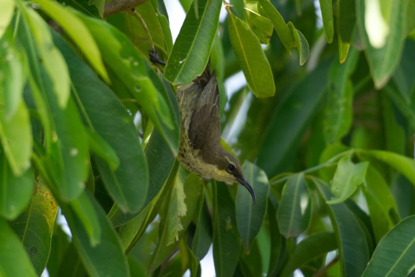 a bird on a tree