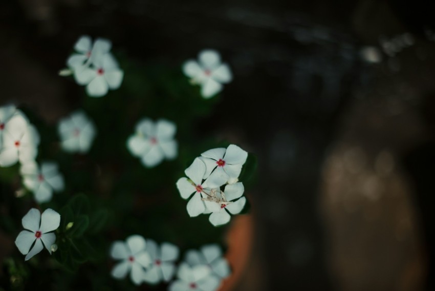 a group of white flowers in a pot