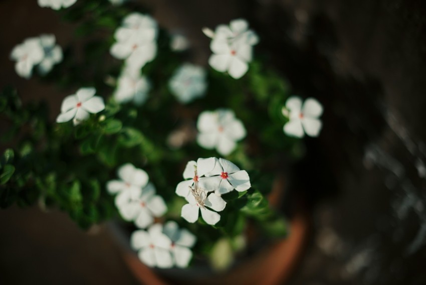 small white flowers in a pot on a table D4JpJvqn