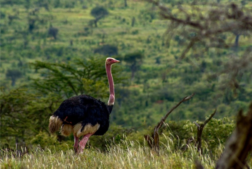 black and white ostrich on green grass field during daytime