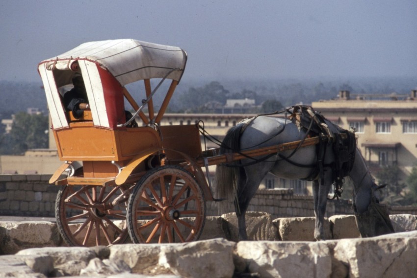 brown and white horse on brown wooden trailer during daytime