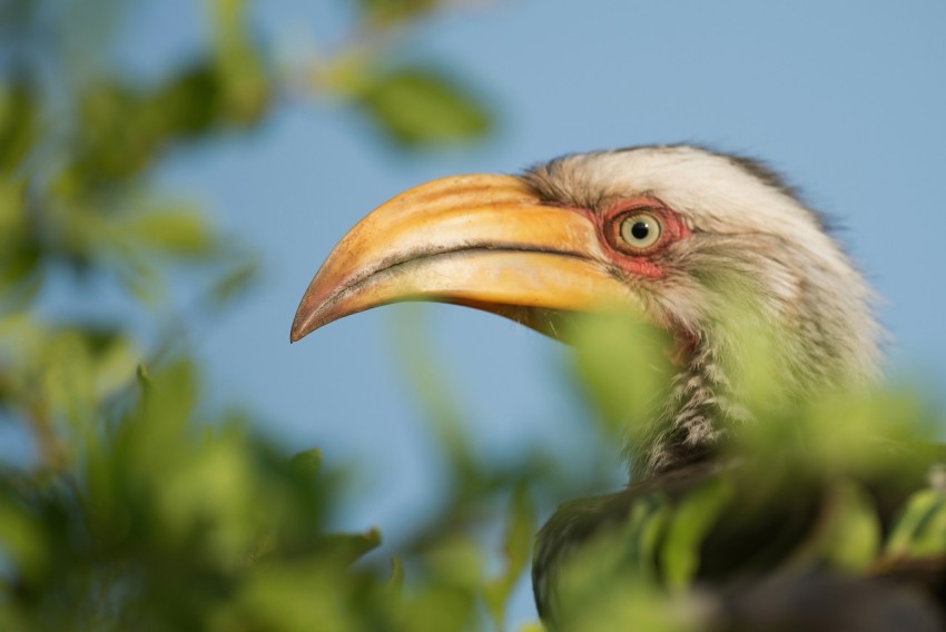 close up photography of white bird near green leafed plant