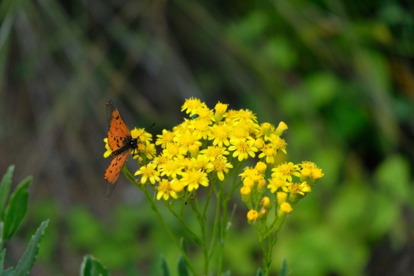 brown butterfly perched on yellow flower in close up photography during daytime MkpYYxr