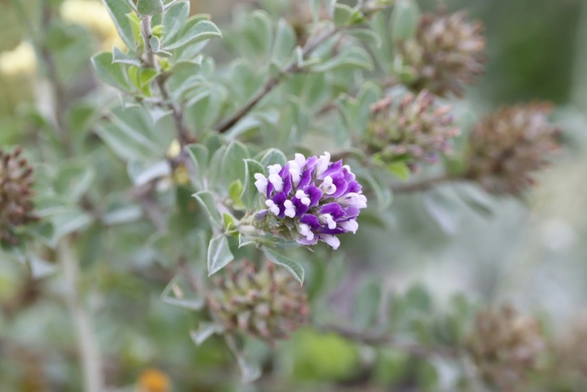 a purple flower on a plant yK0T0Lxeh